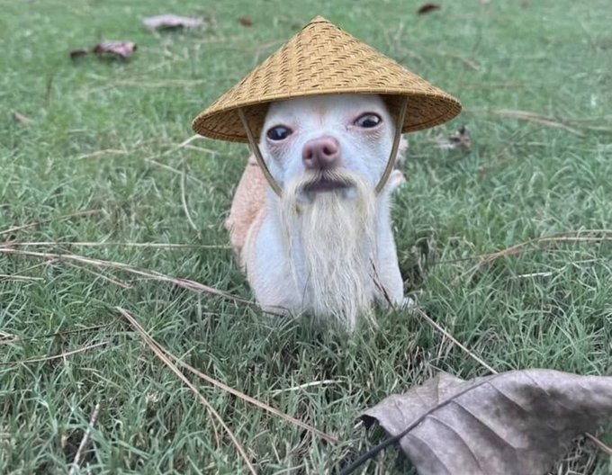 A small white and tan chihuahua wearing a traditional Asian conical hat sits on green grass with a fake white beard attached to its face.