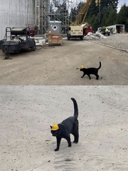 Two photos of a black cat at a construction site wearing a tiny yellow hard hat on its head.