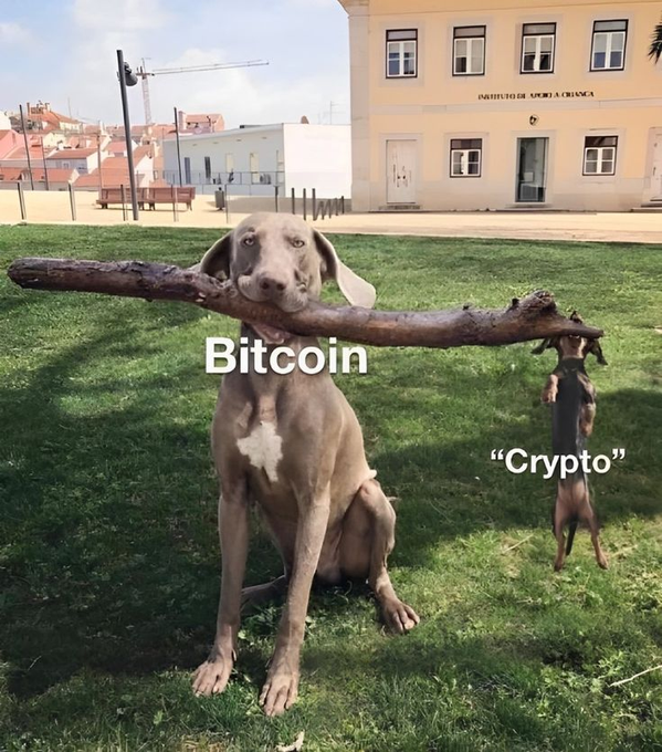 A meme showing a large gray dog labeled "Bitcoin" holding a massive stick in its mouth while a small dachshund labeled "Crypto" dangles from the end of the stick.