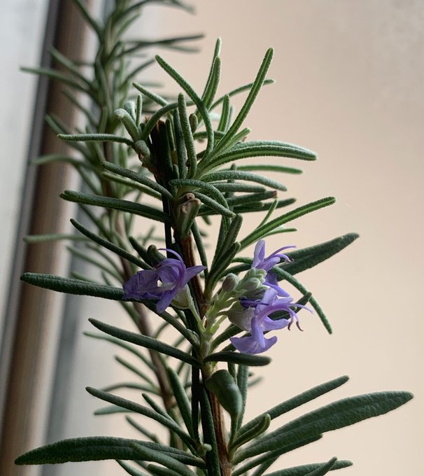 A close-up of a rosemary plant with needle-like green leaves and small purple flowers blooming along the stem.