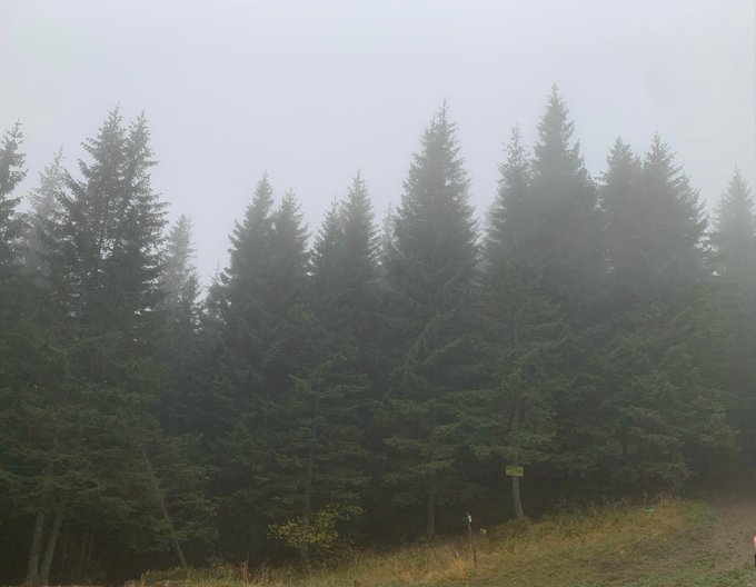 A photograph of a dense line of evergreen trees heavily obscured by thick fog, with a dirt path visible in the foreground.