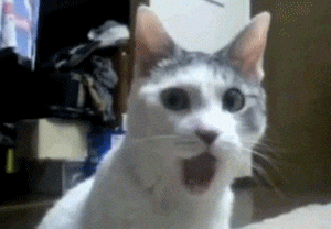 A close-up of a cat with its mouth wide open in an expression of surprise or meowing.