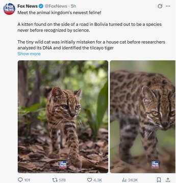 A Fox News tweet (@FoxNews) reports on a new animal species discovery, stating 'Meet the animal kingdom's newest feline!' and introducing the 'ticcay's tiger' found in Bolivia, accompanied by photos of the wild cat.