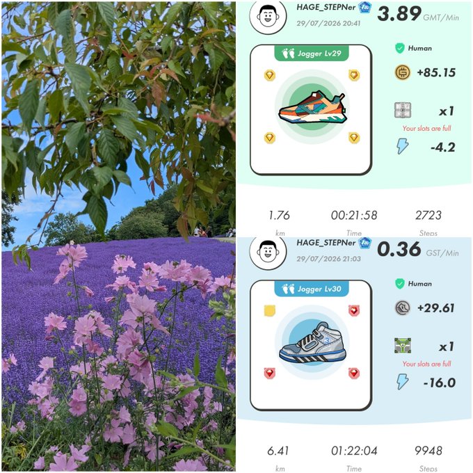 A split image showing a vibrant lavender field with pink flowers on the left, and on the right, screenshots from the STEPN app displaying 'Jogger Lv29' and 'Jogger Lv30' sneaker NFT stats for user HAGE_STEPNer, including GMT and GST earnings.