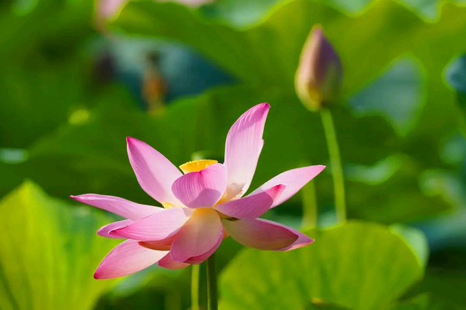 A delicate pink lotus flower blooms in full sunlight against a backdrop of lush green leaves and a budding flower, capturing the serene awakening of a new day. The image beautifully complements the morning greeting, symbolizing renewal, focus, and the quiet beauty of starting fresh.