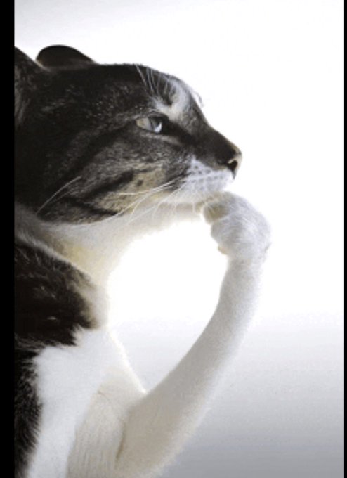A contemplative tabby and white cat sits in profile, paws raised near its face as if deep in thought against a bright background, mirroring the post's "Just tryna think here" caption while speculating on potential market cap growth from 100k to 1bn.