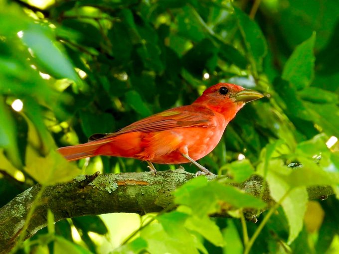 A vibrant red bird, likely a Summer Tanager, perches on a mossy branch surrounded by lush green foliage.