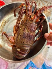 A live spiny lobster rests in a metal bowl on a dining table, its antennae and claws visible.