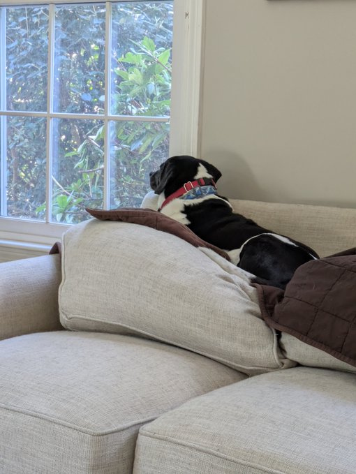 A black and white dog wearing a red collar and blue bandana rests on the back of a beige couch, looking out a window.