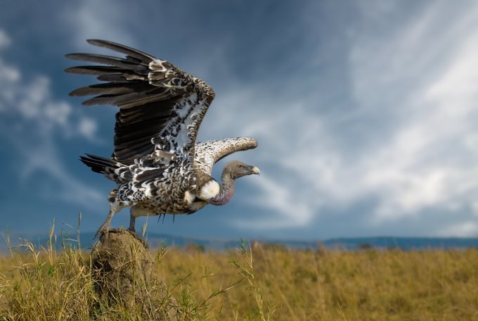 A vulture with outstretched wings perched on a rock in a grassy savanna under a dramatic cloudy sky.
