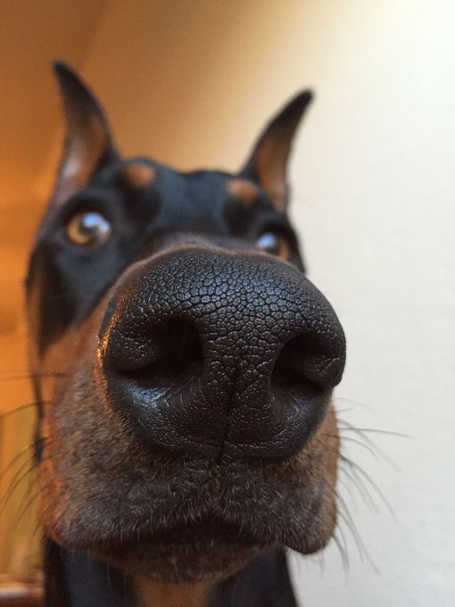 An extreme close-up of a Doberman dog's snout and eyes, looking directly at the camera with a slightly out-of-focus background.