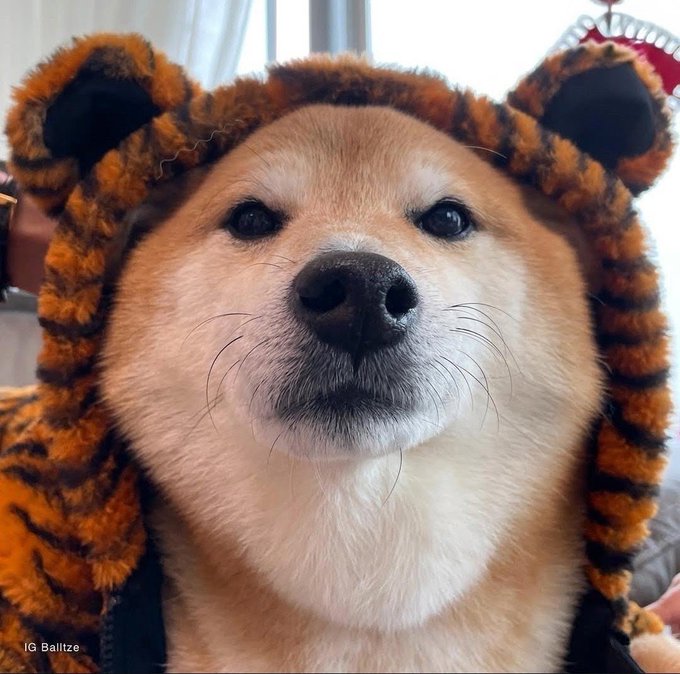 A close-up photograph shows a Shiba Inu dog wearing a fuzzy orange and black tiger-striped hood with ears, with 'IG: Baltlze' visible in the corner.
