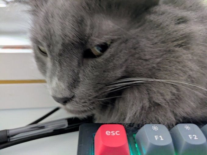 A close-up photo of a gray British Shorthair cat with its head resting near a mechanical keyboard, specifically next to a red 'esc' key and 'F1'/'F2' keys with a black pen lying in the foreground.