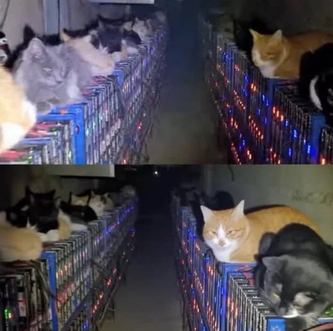 Numerous cats lounge atop rows of blinking cryptocurrency mining rigs, their warm bodies pressing against the heat-generating equipment in a narrow aisle. The image humorously illustrates the post's explanation that stray cats were the "real culprit" behind the mining operation's overheating issues, finding cozy warmth on the machines.