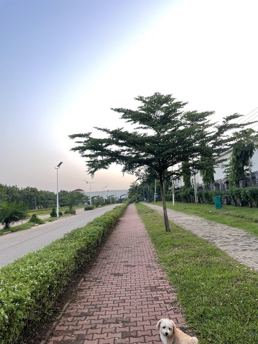 A serene view down a brick pedestrian pathway lined with manicured hedges and trees, with a small dog peeking into the bottom of the frame and an empty road on the left at dusk.