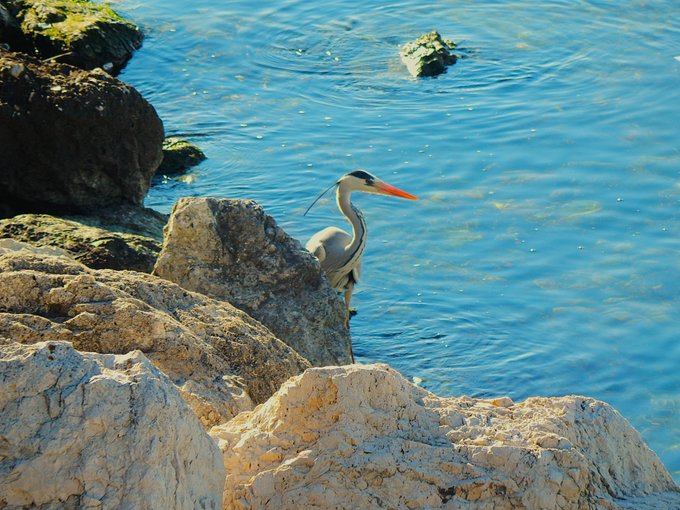 The image features a large heron standing on one leg near some rocks, with its neck extended upwards towards the sky. The heron appears to be enjoying the sunny day by the water's edge. There are two other birds visible in the background, but they do not seem to be as prominent or interesting as the main subject of the image - the heron.