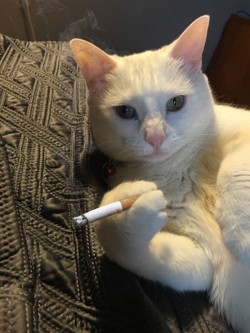 A white cat with heterochromia lounging on a patterned gray couch while holding a lit cigarette in its paw.