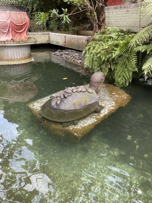 A stone turtle sculpture sits on a pedestal in a murky green pond, surrounded by lush ferns and garden foliage.