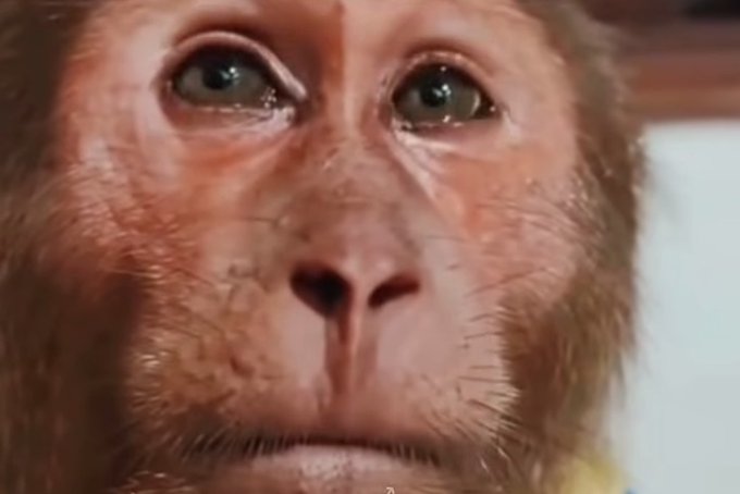 A close-up of a CGI monkey face with realistic fur and expressive eyes, appearing to be a digital character from a film.