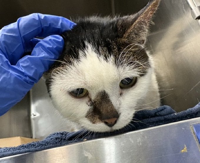 A close-up photograph of a black and white cat being petted on the head by a person wearing a blue medical glove.