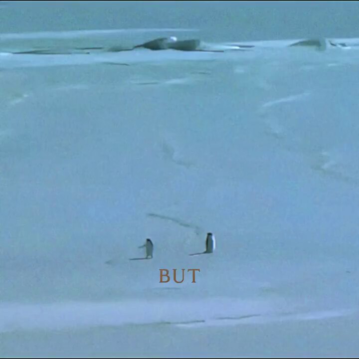 The image shows a snowy landscape with two penguins walking across the snow, one closer to the left side of the frame and the other more towards the center. The background features an ocean view, indicating that they are likely in Antarctica or another cold region. In the bottom right corner of the image, there is text that reads "But why?". This could be a question about the penguins' presence on the snow-covered ground or their behavior in such conditions.