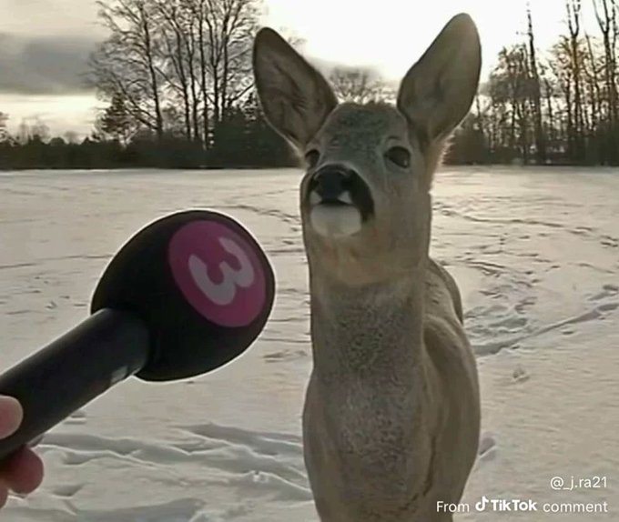 A microphone is held up to a deer in a snowy field, with the watermark "@_j.ra21 From TikTok comment" visible. The image humorously fits the post's invitation for memecoin builders to share what sustains their projects, using the deer as a visual metaphor for "passing the mic" to the community.