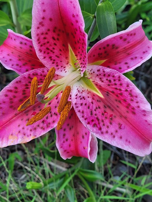 A close-up photograph of a vibrant pink lily flower with dark speckled petals, prominent yellow-orange stamens, and a green center.