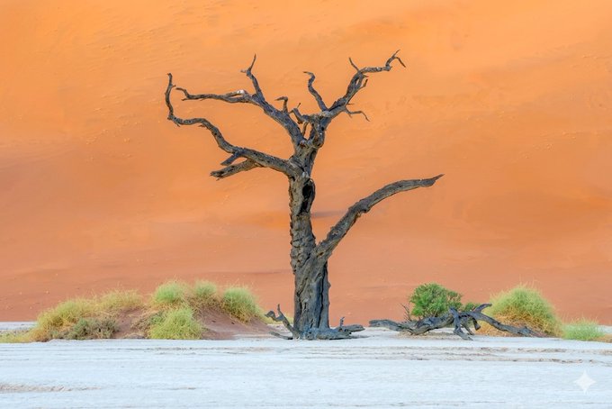 A lone dead tree stands in a stark landscape with a bright orange sand dune in the background, small green bushes scattered around the base.