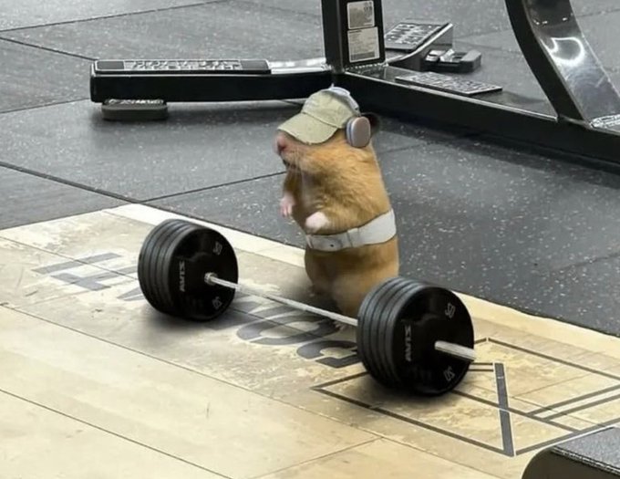 A humorous photo of a hamster wearing a cap and headphones standing upright while lifting a heavy barbell in a gym setting.