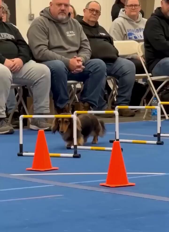 The image shows a small dog running through an obstacle course with orange cones, while several people watch from behind barriers. There are two main obstacles in the scene - one made of orange cones and another made of blue poles. The dog appears to be navigating between these obstacles as it runs towards the finish line. In the background, there is a group of people sitting on chairs, observing the event. One person can be seen holding a water bottle. The image also contains text that reads "Bitcoin vs. the financial system". This could be related to the dog's training or an unrelated topic.