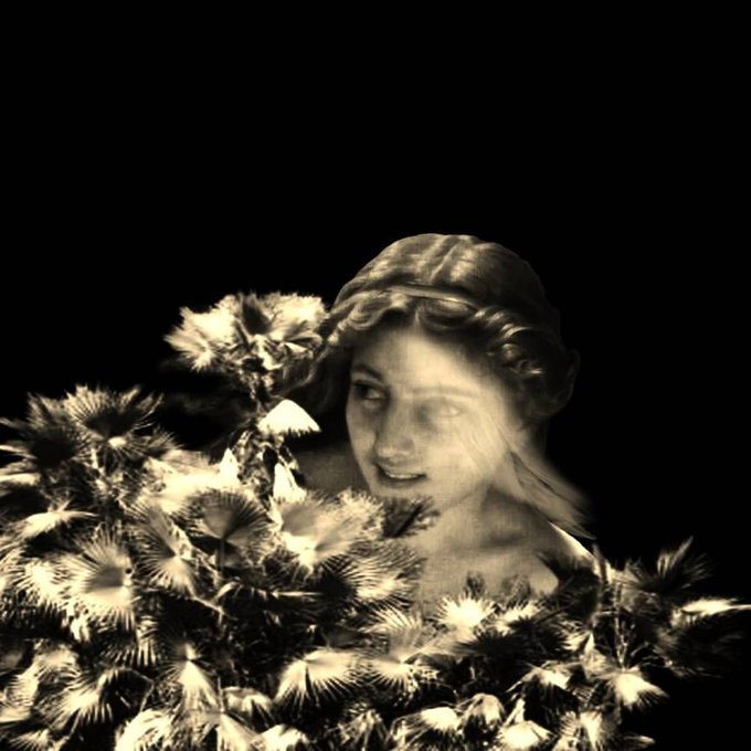 A sepia-toned vintage-style photograph or artistic rendering of a woman's face emerging from behind clusters of fluffy flowers or foliage against a black background.