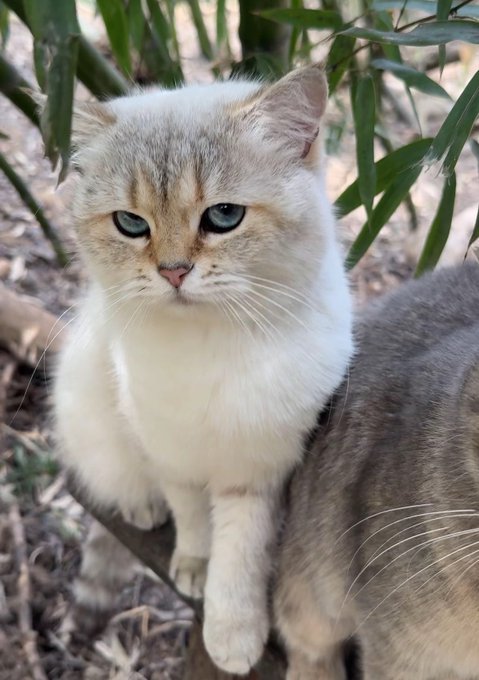 A close-up photo of a light-colored cat with striking blue-green eyes sitting outdoors among bamboo leaves and looking directly at the camera.