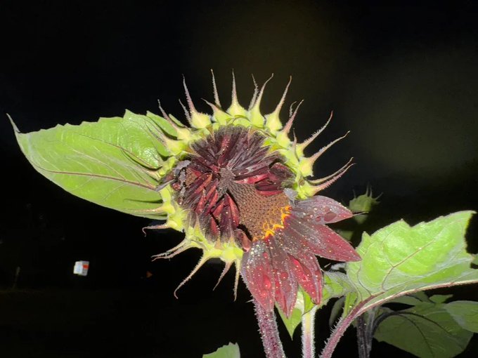 A close-up of a sunflower with dark reddish-purple petals and a spiky green center, illuminated against a dark background.