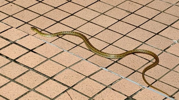 A slender brown snake with patterned scales slithering across a tiled outdoor pavement.