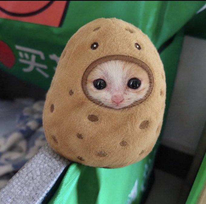 An adorable kitten dressed in a brown potato-shaped plush costume, sitting in front of a green background.