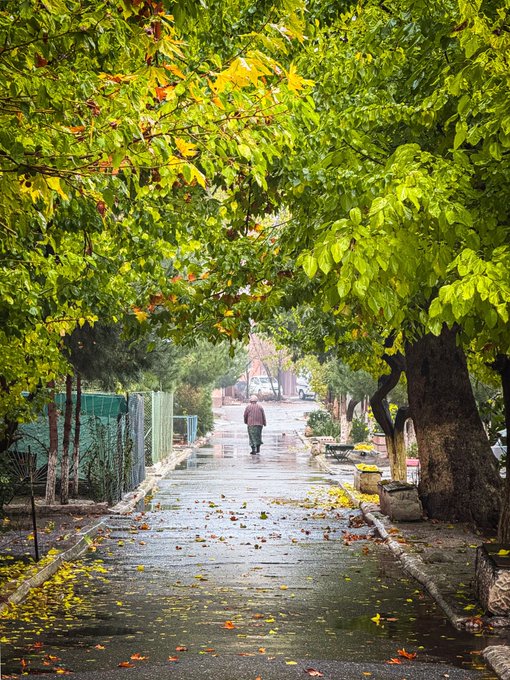 A lone figure walks down a wet, leaf-strewn path lined with lush green trees after rainfall.