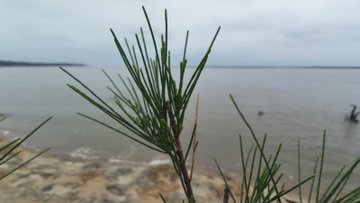 A close-up photograph of a pine-like plant sprig with green needles in the foreground, set against a blurred coastal scene with sandy beach and calm water.