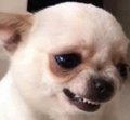 A close-up photograph of a small white chihuahua with its teeth bared in what appears to be a smile or snarl.