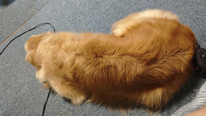 A fluffy golden-colored dog lies curled up on a gray carpet, its damp, freshly-washed fur still damp. The caption "ふわもこ シャンプー" (fluffy shampoo) fits perfectly, suggesting the pup just had a bath and is drying off in cozy contentment.