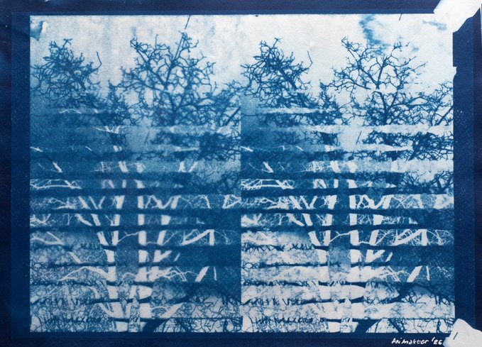 A cyanotype print, signed 'Anastasia fec' in the bottom right, displays an intricate pattern of trees and fence-like structures in blue tones.