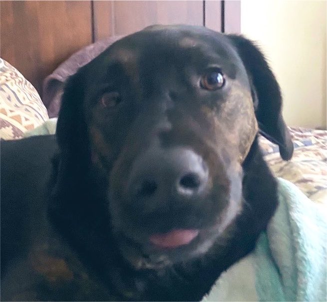 A close-up portrait of a black Labrador-mix dog lying on a bed with patterned bedding, looking directly at the camera with a relaxed expression.