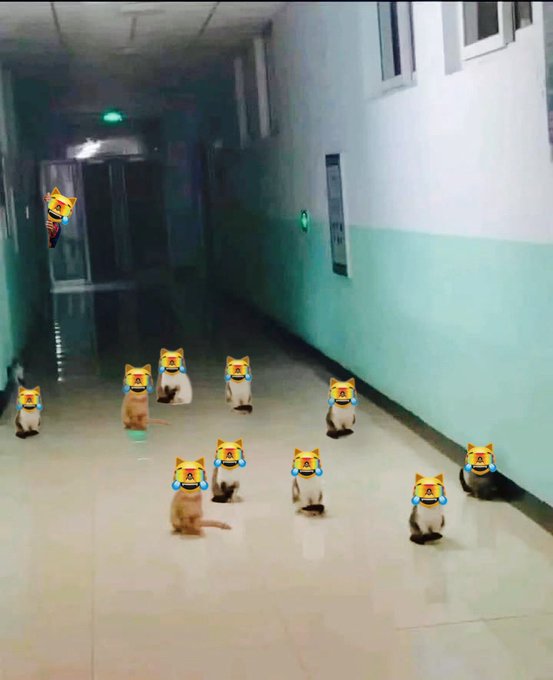 A group of cats sits in a hospital hallway facing away from the camera, with cartoon crying-cat emojis edited over their faces.