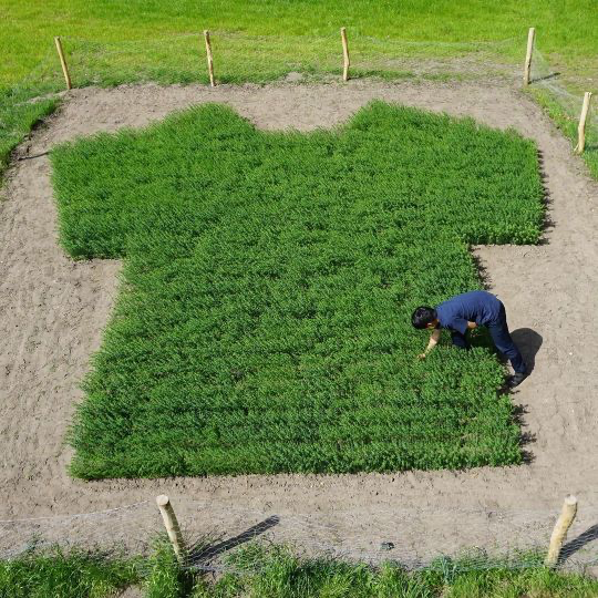 An aerial view of a t-shirt shaped grassy field with a person tending to it, located on a patch of dirt surrounded by regular grass.