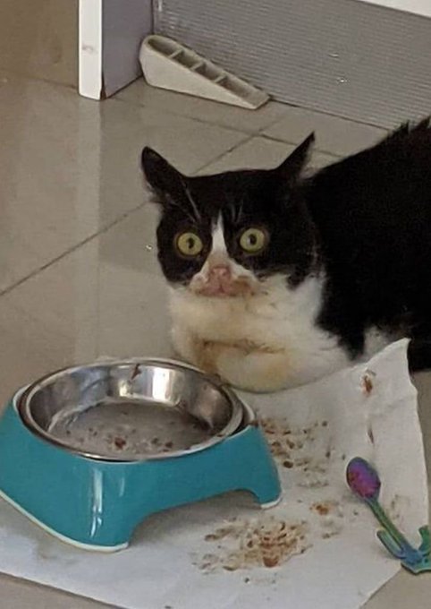 A black and white tuxedo cat with a guilty expression sits beside an empty blue food bowl on a messy mat, with food remnants and a colorful spoon nearby.