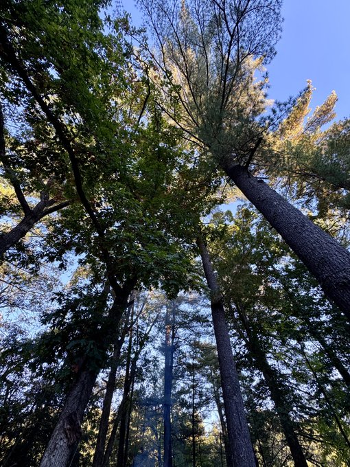 Looking up through towering evergreen and pine trees toward a clear blue sky, the image captures a serene forest canopy bathed in soft sunlight. The upward perspective and surrounding natural grandeur beautifully reflect the post's sentiment of gratitude, as the majestic trees reaching toward the heavens evoke a profound appreciation for life and the simple beauty of being alive.
