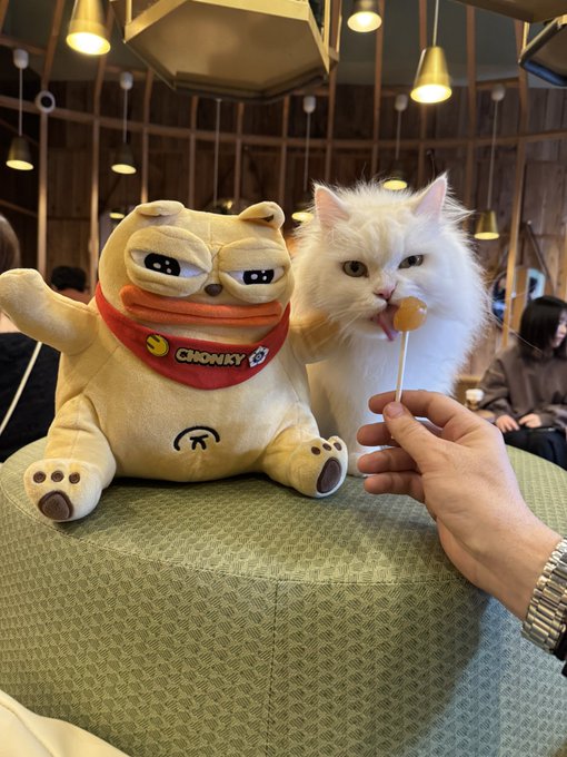 A fluffy white cat licks a lollipop on a stick held by a person, sitting next to a cream-colored plush toy wearing a red bandana that says 'CHONKY' in what appears to be a cafe setting.