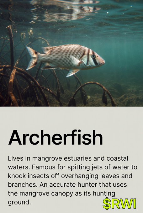 An informational card titled "Archerfish" featuring an underwater photo of a fish among mangrove roots, with text explaining it lives in mangrove estuaries and spits water at insects, branded with "$RWI".