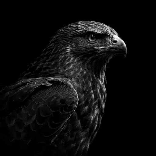 This is a black and white photo featuring a hawk, also known as an eagle or falcon, with its wings spread out. The hawk appears to be looking down towards something off-camera, possibly preparing for flight or hunting. The background of the image is intentionally dark, creating contrast that makes the hawk stand out prominently in the frame. This could indicate a market setting where various crypto currencies and stocks are trading sideways, suggesting an active and potentially unpredictable financial environment. It's unclear if this refers to Bitcoin specifically or any other currency, but the hawk's prominent position in the image adds depth and interest to the composition.