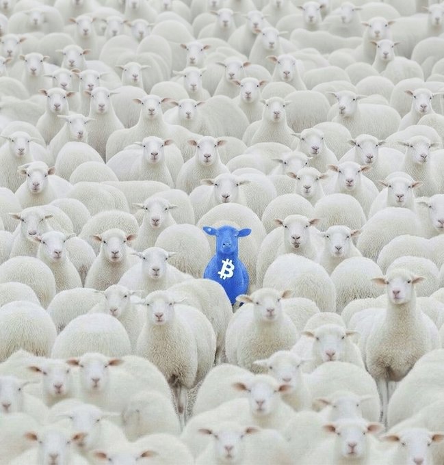 A flock of white sheep stands closely packed together, with one distinctive blue sheep at the center featuring a white "B" symbol, representing the Bitcoin logo, on its body—visually capturing the caption "₿e Different" by standing out as the unique cryptocurrency among an otherwise uniform herd.