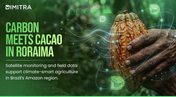 A promotional banner for Dimitra titled 'CARBON MEETS CACAO IN RORAIMA', featuring a hand holding a cacao pod with digital green leaf graphics overlaid. The text notes satellite monitoring and field data support climate-smart agriculture in Brazil's Amazon region.